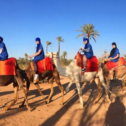 Camel Ride Excursions Marrakech Palm Grove