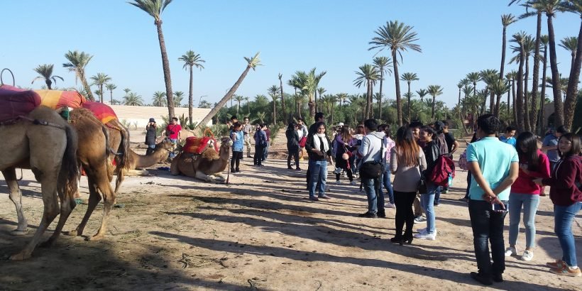 my camel ride tour