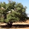 wpid-essaouira-1