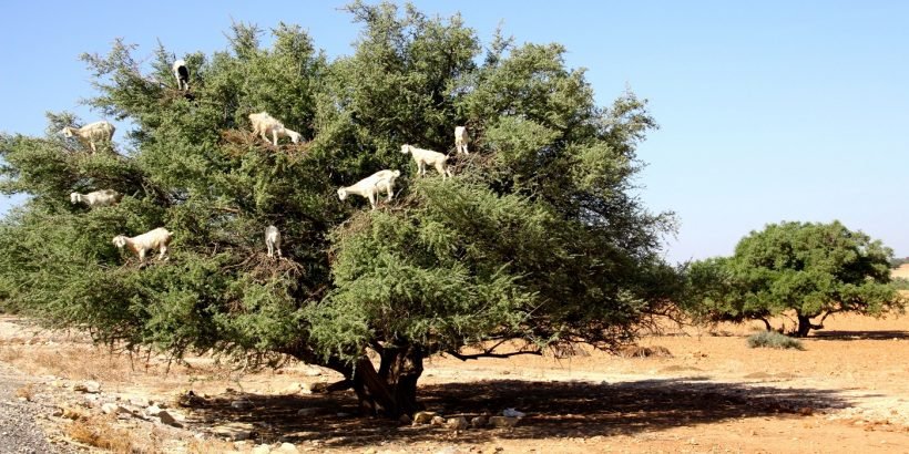 wpid-essaouira-1